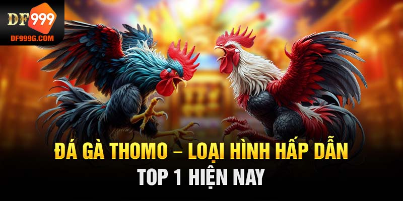 Đá gà Thomo - Loại hình hấp dẫn top 1 hiện nay